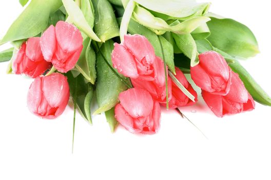 Heap of Nine Spring Magenta Tulips with Leafs, Green Grass and Water Drops isolated on white background