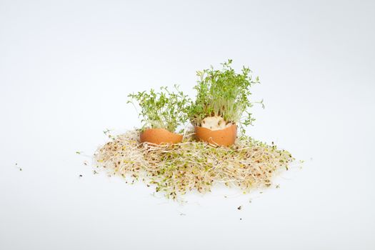 Fresh Alfalfa Sprouts and Spring Easter Egg