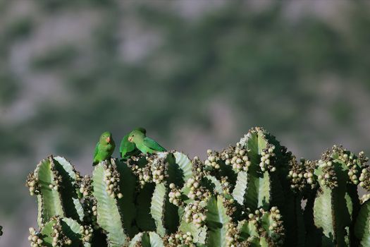 A flock of Black-winged Lovebirds (Agapornis taranta) on a euphorbia tree in Ethiopia.