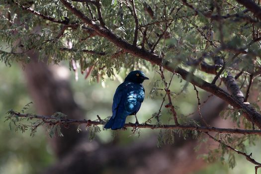 A Greater Blue-eared Glossy-Starling (Lamprotornis chalybaeus) in the Ethiopian Mountains.