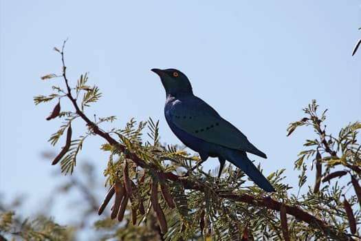 A Greater Blue-eared Glossy-Starling (Lamprotornis chalybaeus) in the Ethiopian Mountains.