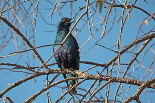 A Greater Blue-eared Glossy-Starling (Lamprotornis chalybaeus) in the Ethiopian Mountains.