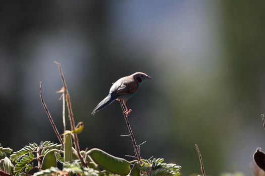 A Red-cheeked Cordon-bleu in the Ethiopian Mountains.