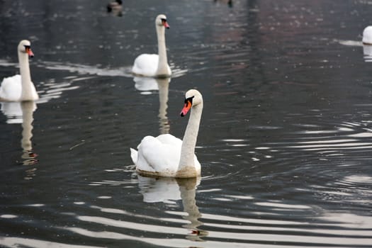 Beautiful white swans floating on the water