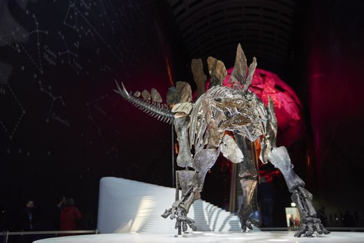 LONDON, UK - DECEMBER 11: Detail of Stegosaurus skeleton at the Natural History Museum. December 11, 2014 in London. The new skeleton went on display at the museum on the 4th December 2014.