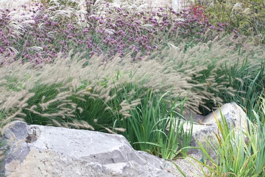 Partial view of a rock garden with white and purple flowers blooming