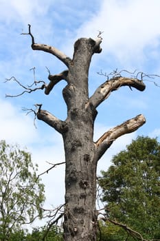 Dead tree with blue sky in the background