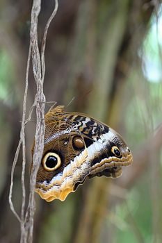 Photo shows details of colourful butterfly in the park.