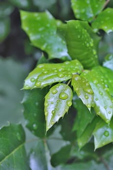 Photo shows details of water drops and green leafs in the garden.