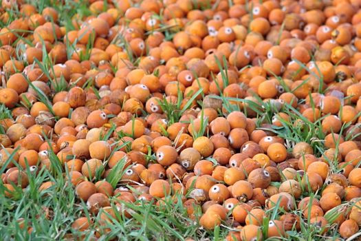 Photo of City Fruits made in the late Summer time in Spain, 2013