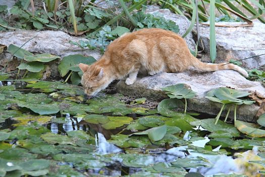 Photo of Cat in the City Parc, Valencia, Spain made in the late Summer time in Spain, 2013