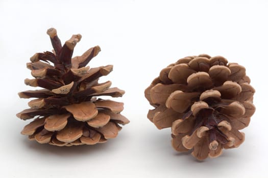 Photo shows detail of brown cones on a white background.