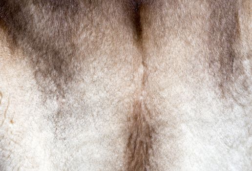 natural beautiful texture of mink fur