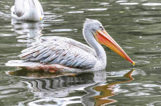 Grey White Pelican in profile floats on the water. 