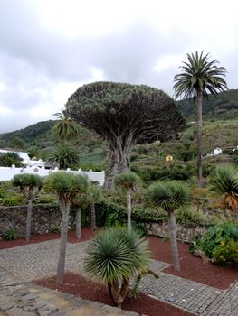 Distant view of the thousand-year-old Dragon Tree in Tenerife, Canary Islands, Spain.

Picture taken on July 24, 2011.