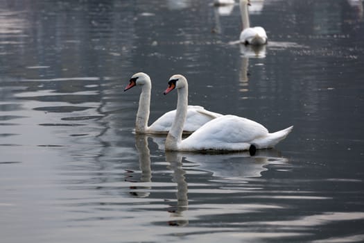 Beautiful white swans floating on the water