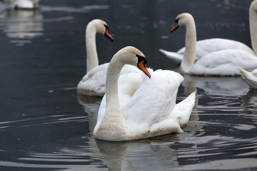 Beautiful white swans floating on the water