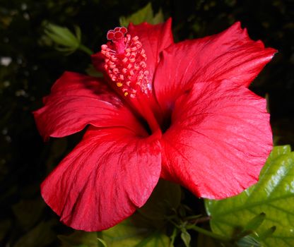 Red hibiscus on blurred background.

Picture taken on November 29, 2014.