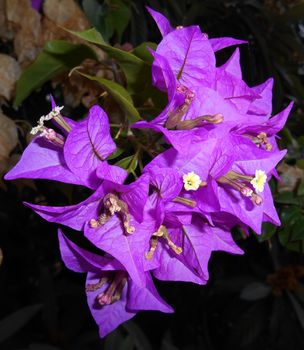 Bougainvillea in a garden on blurred background.

Picture taken on November 29, 2014.