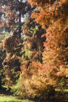 Taxodium distichum bald cypress, also known as bald-cypress,  swamp cypress with Winter leaves.