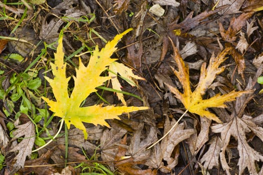 Leaves fallen on ground in Autumn season
