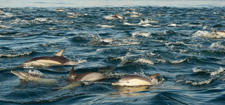 Group of dolphins, swimming in the ocean