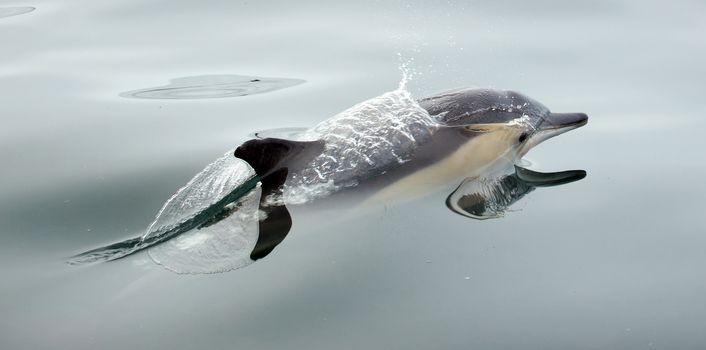 Dolphin (Delphinus capensis) swimming in the ocean