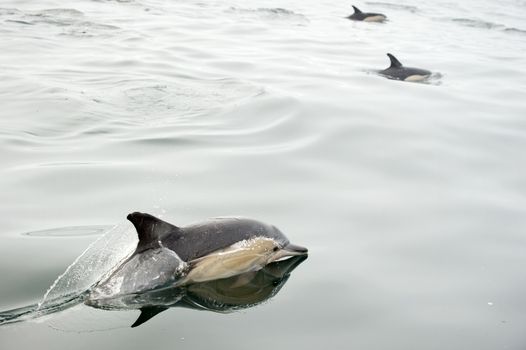 Dolphin (Delphinus capensis) swimming in the ocean