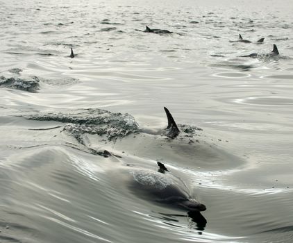 Dolphin (Delphinus capensis) swimming in the ocean