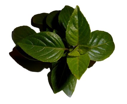 Close up of a basil stem , isolated on white.

Picture taken on November 21, 2014.