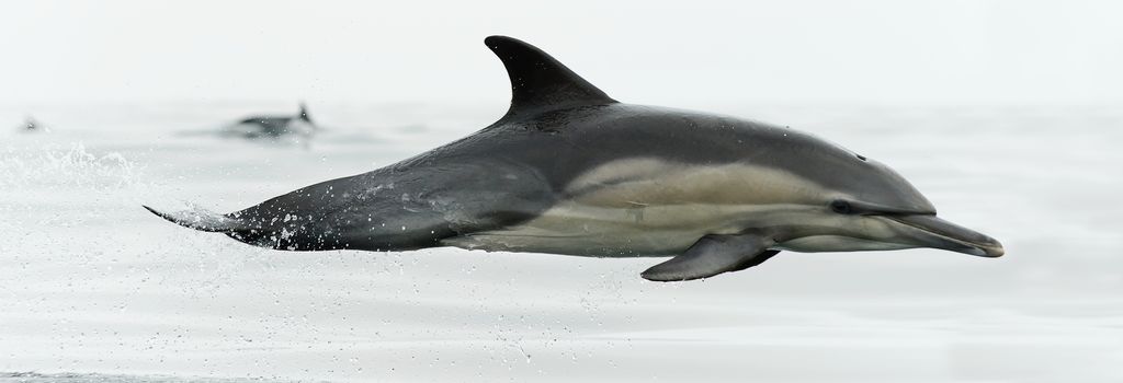 Dolphin (Delphinus capensis) swimming in the ocean