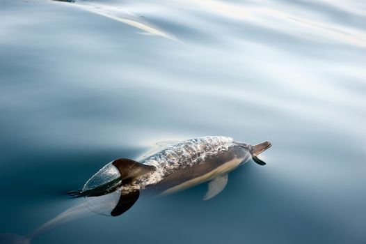 Dolphin (Delphinus capensis) swimming in the ocean