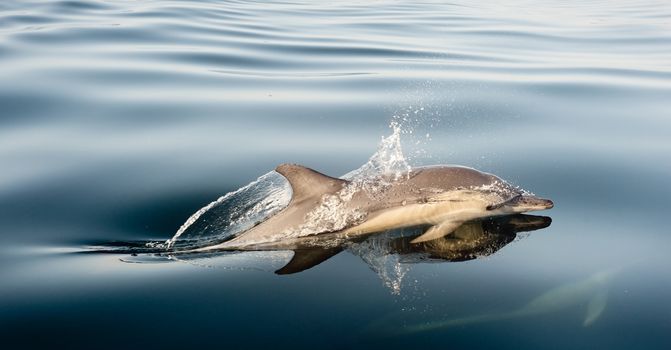Dolphin (Delphinus capensis) swimming in the ocean