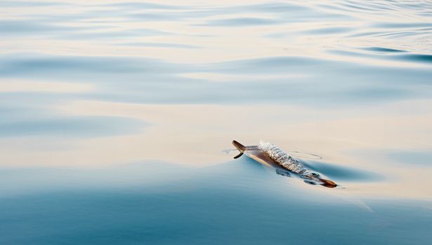 Dolphin (Delphinus capensis) swimming in the ocean