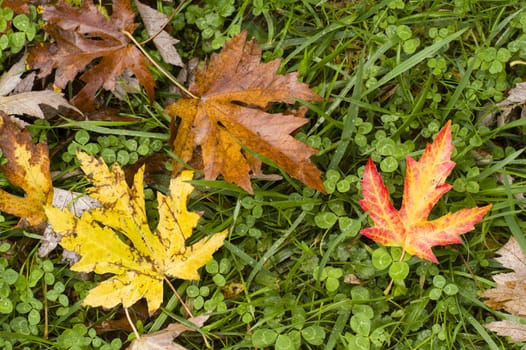 Leaves fallen on ground in Autumn season