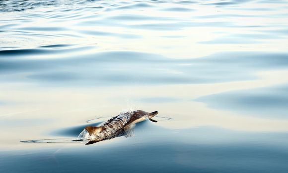 Dolphin (Delphinus capensis) swimming in the ocean