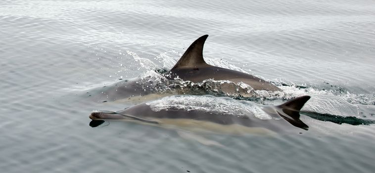 Dolphin (Delphinus capensis) swimming in the ocean