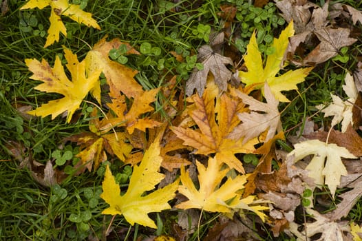 Leaves fallen on ground in Autumn season