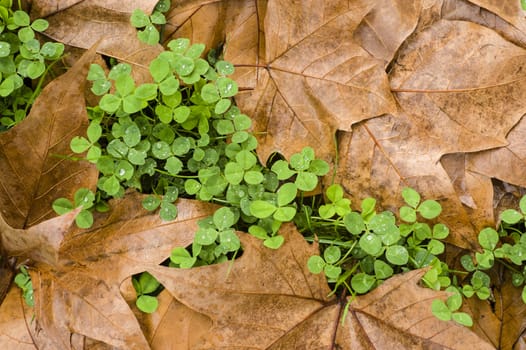 Leaves fallen on ground in Autumn season