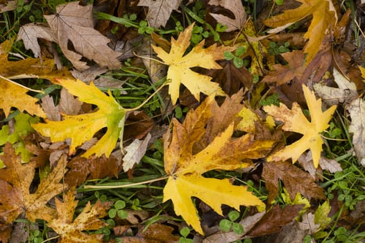 Leaves fallen on ground in Autumn season