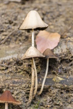 Brown Mushrooms growing on tree trunks in Autumn