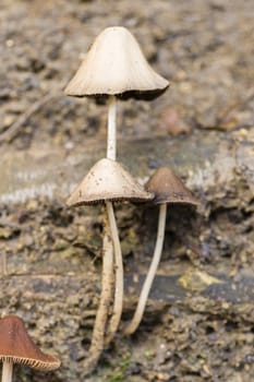 Brown Mushrooms growing on tree trunks in Autumn