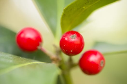 Red berries of undergrowth bushes in Mediterranean environment