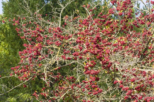 Red berries of undergrowth bushes in Mediterranean environment