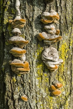 Brown Mushrooms growing on tree trunks in Autumn