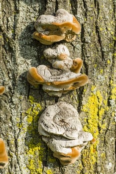 Brown Mushrooms growing on tree trunks in Autumn