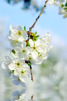 Cherry tree with white flowers