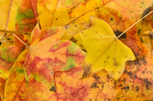Leaves fallen on ground in Autumn season