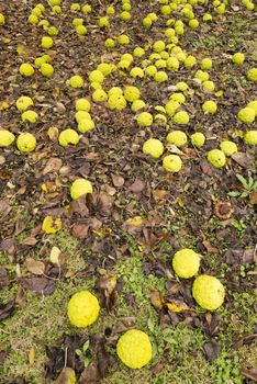 Maclura pomifera tree fruits on ground, commonly called Osage orange, hedge apple, horse apple, monkey ball.