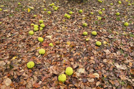 Maclura pomifera tree fruits on ground, commonly called Osage orange, hedge apple, horse apple, monkey ball.